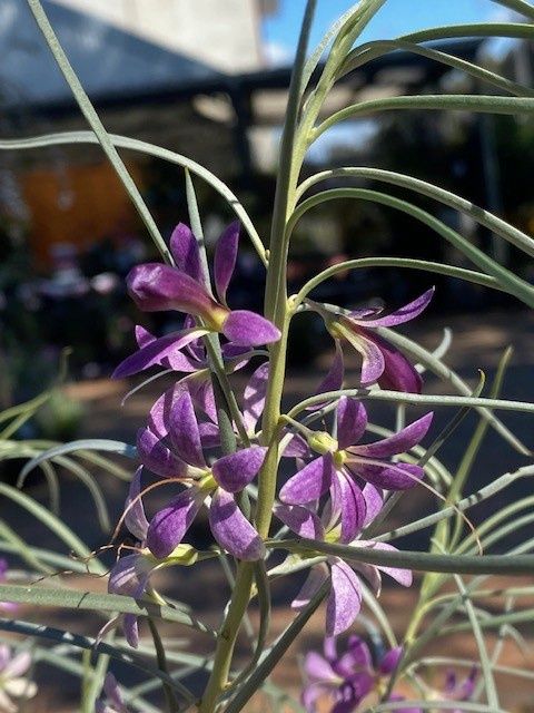 Eremophila Rays Blue 140mm