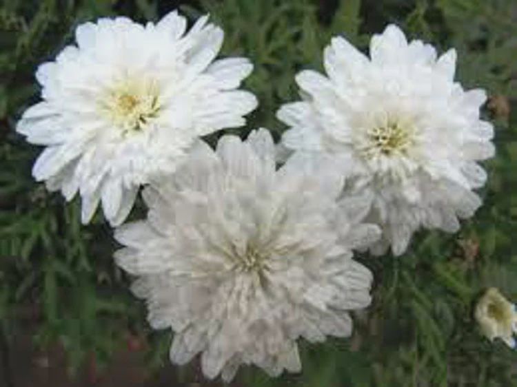 Arg Double White 14cm