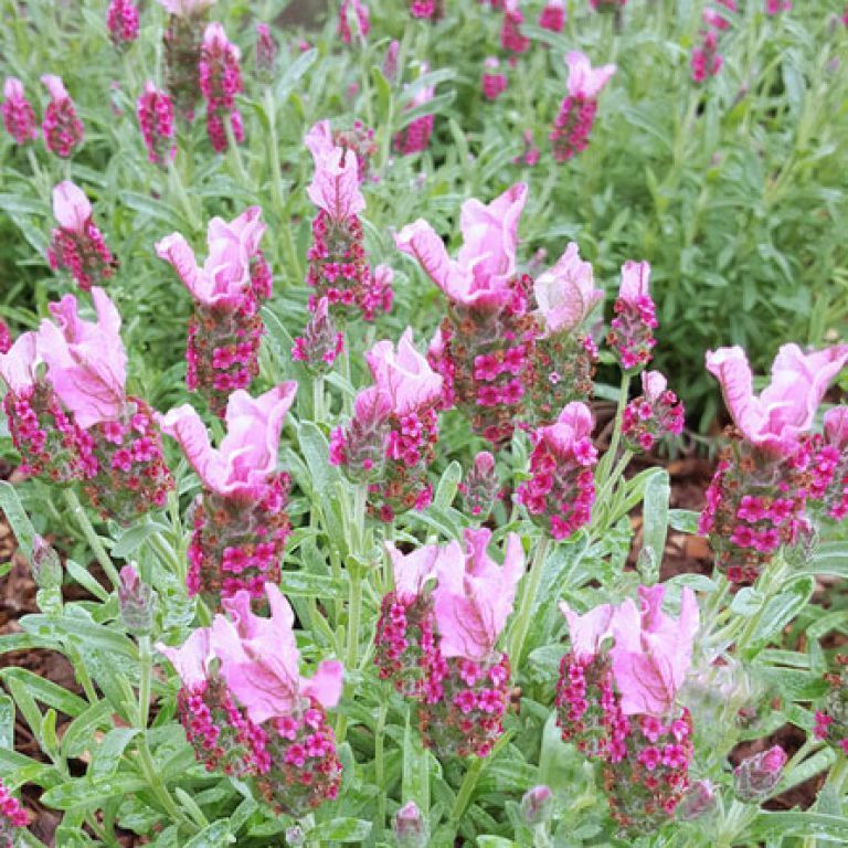 Lavender Little Rosie Posie Pink 14cm