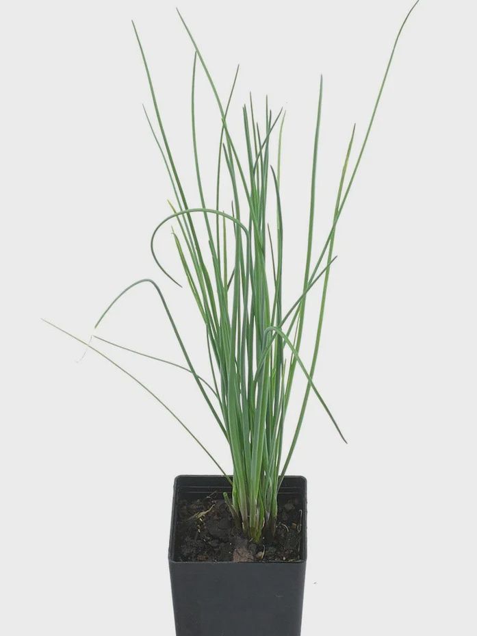Chives 85mm