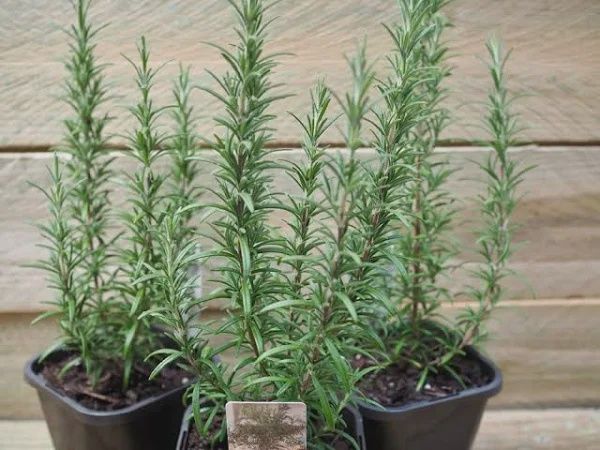 Rosemary
