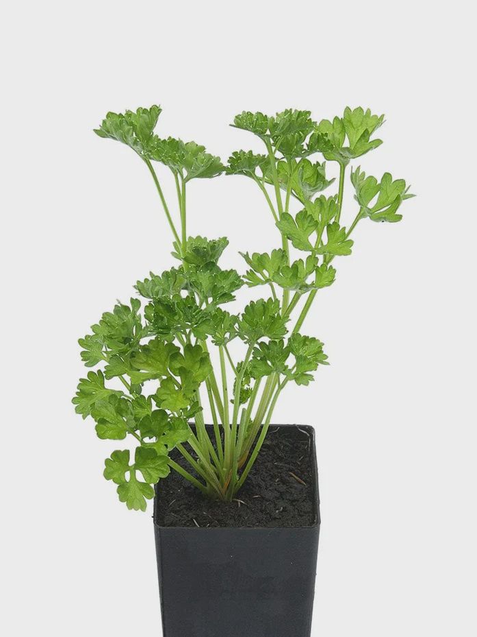 Parsley Curley 85mm