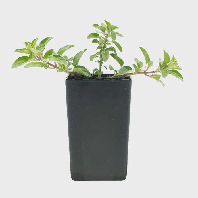 Marjoram Sweet 85mm