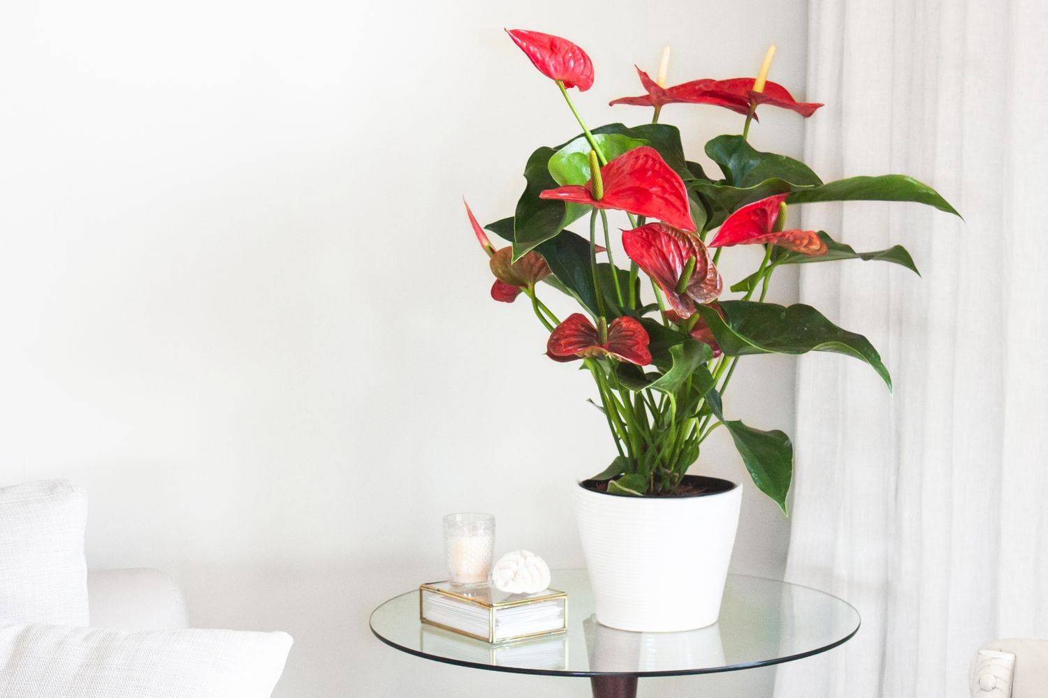 Anthurium (Flamingo Flower) 140mm