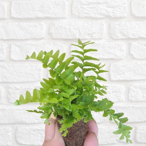 Fern Emerald Queen 100mm