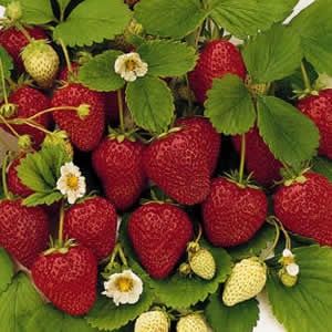 Strawberry Tioga 100mm
