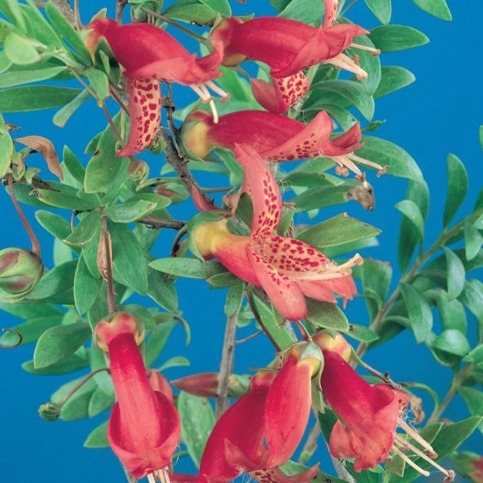 Eremophila Maculata (Emu Bush) Red 140mm