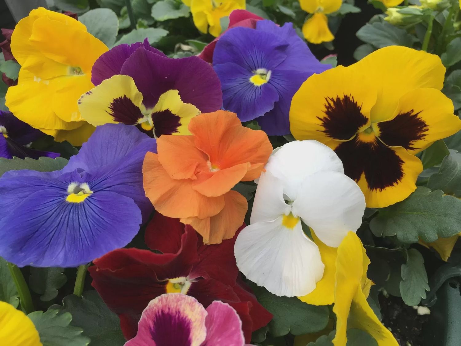Pansy 120cm