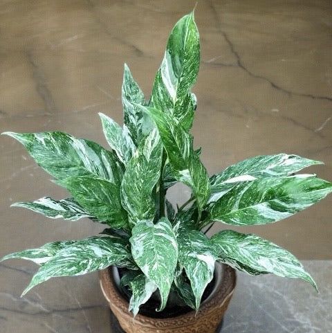 Spathiphyllum Domino (Verigated Peace Lily) 130mm