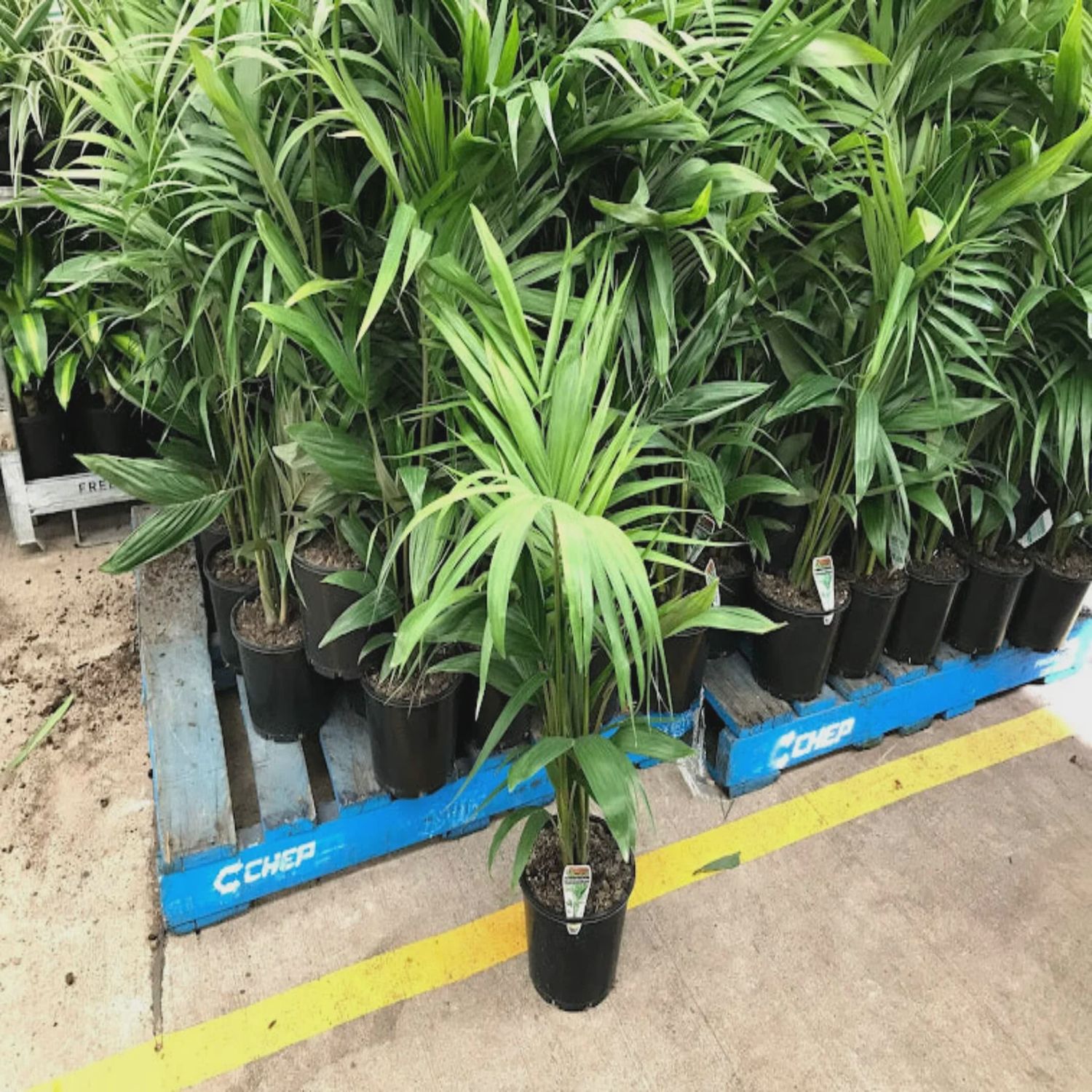 Bangalow Palm (Archontopoenix) 5Lt