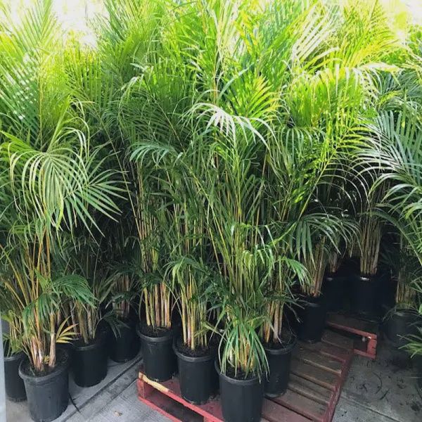 Golden Cane Palm (Dypsis lutescens) 5Lt