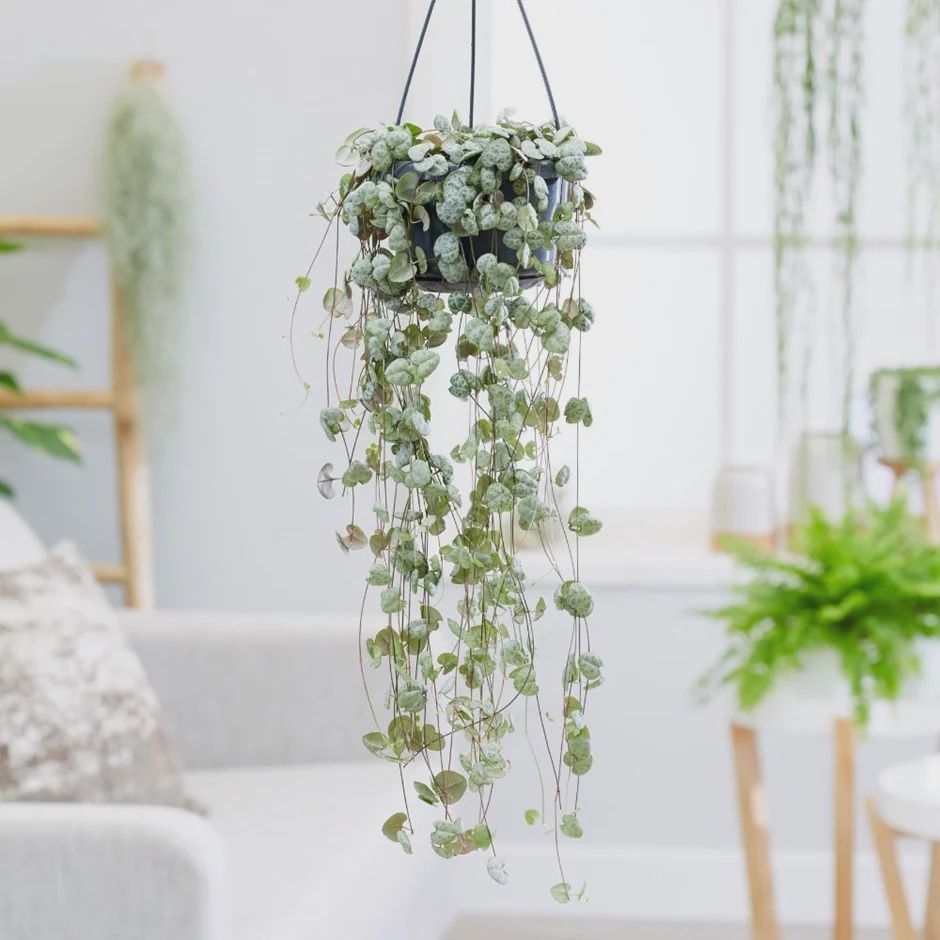 Ceropegia (String of Hearts) 130mm