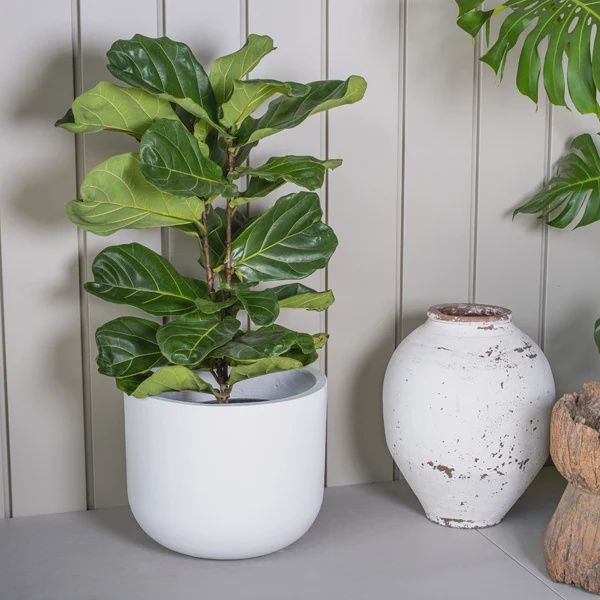 Ficus Lyrata 200mm
