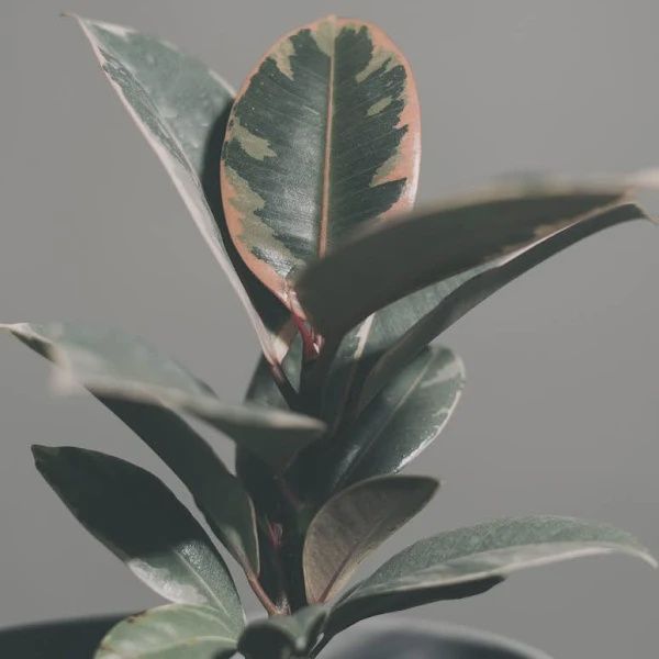 Ficus Tineke 140mm