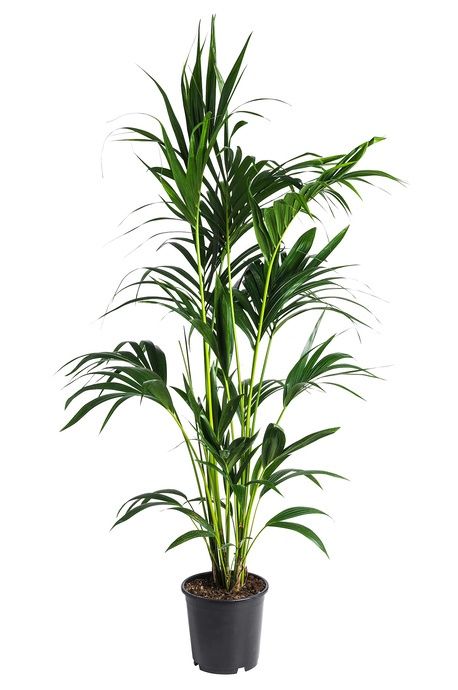 Kentia Palm (Howea Forsteriana) 200mm
