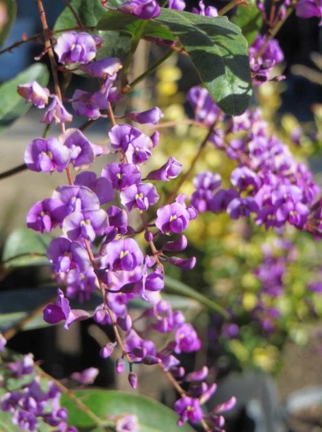 Hardenbergia Happy Wanderer 140mm