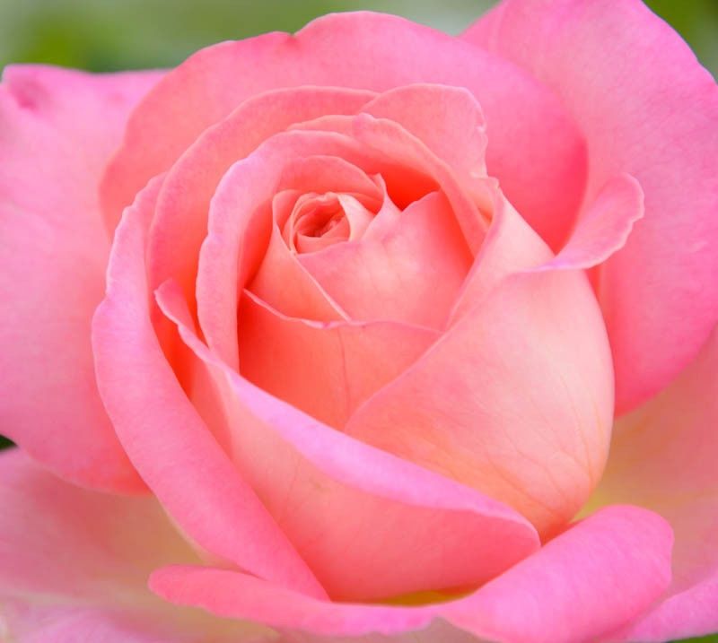 Chicago Peace Hybrid Tea Rose 200mm