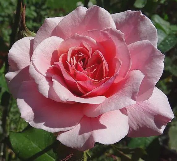 Duet Hybrid Tea Rose 200mm