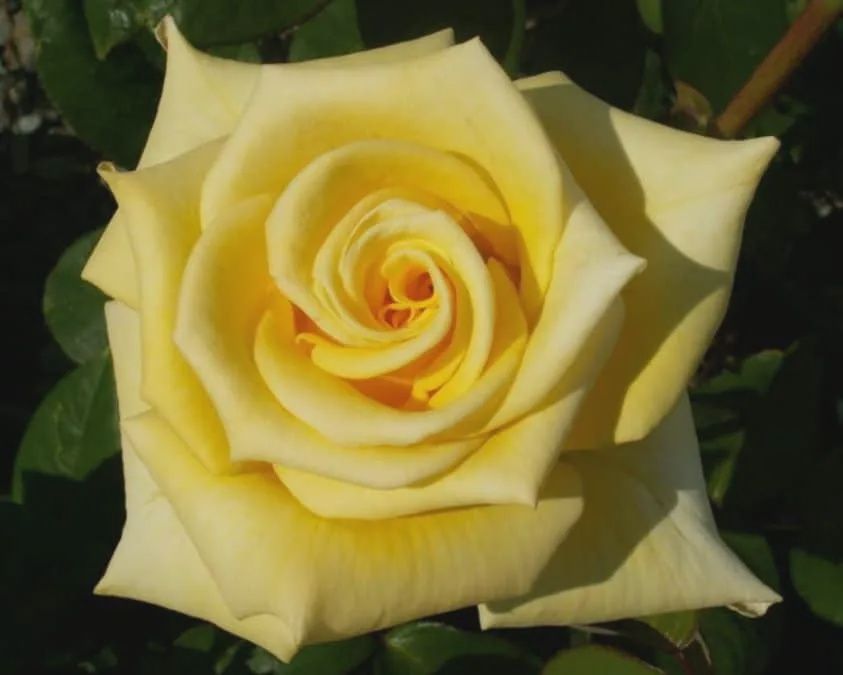 Rosa Helmut Schmidt Hybrid Tea Rose 200mm