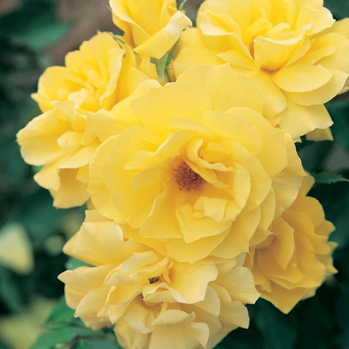 Rose Friesia 200mm