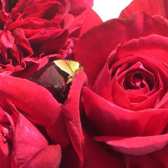 Fathers Love Rose PBR 200mm