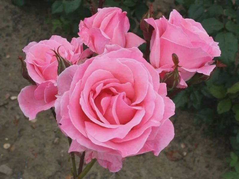 Rosa Queen Elizabeth Hybrid Tea Rose 200mm