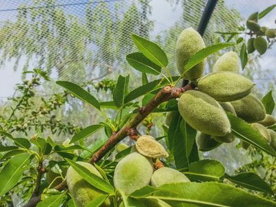 Almond Californian P.S.