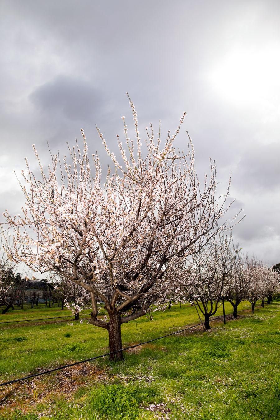 Almond Californian P.S.