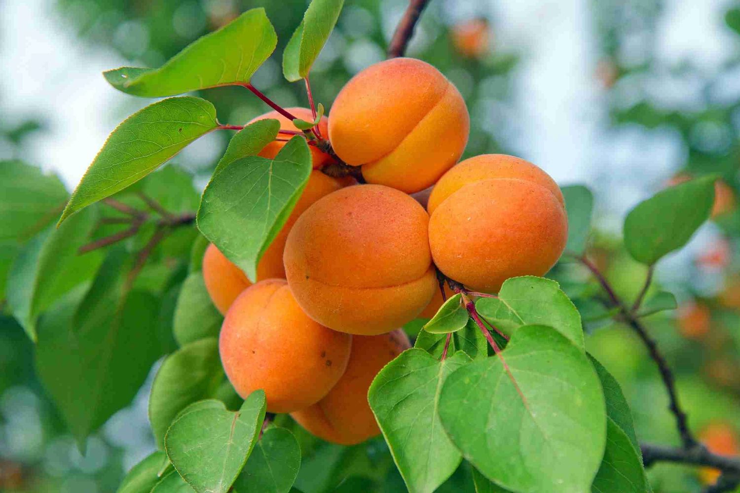 APRICOT. FIREBALL