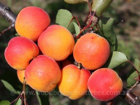 APRICOT. MOORPARK 25cm