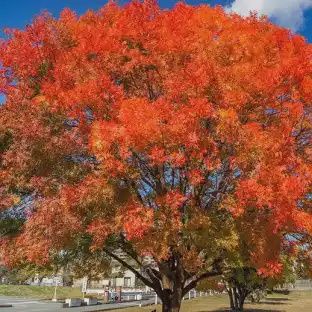 CHINESE PISTACHIO Tree 25cm