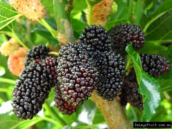 DWARF MULBERRY. BLACK MULBERRY 25mm