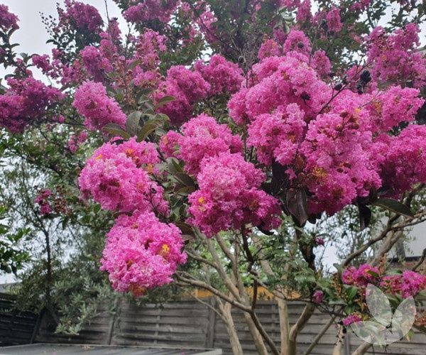 CREPE MYRTLE. Zuni 25cm