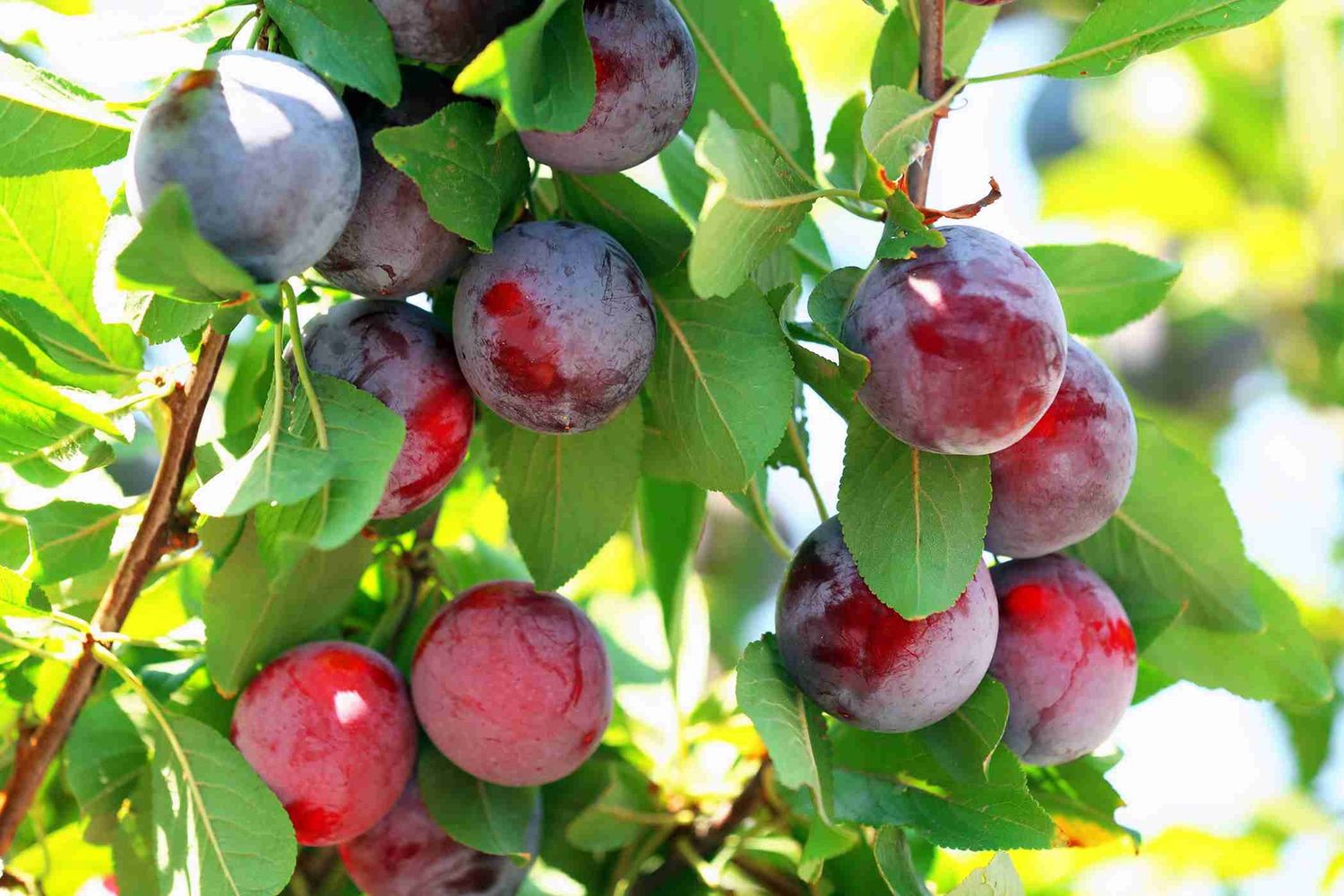 DWARF PLUM Satsuma