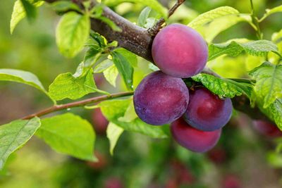 DWARF PLUM Satsuma