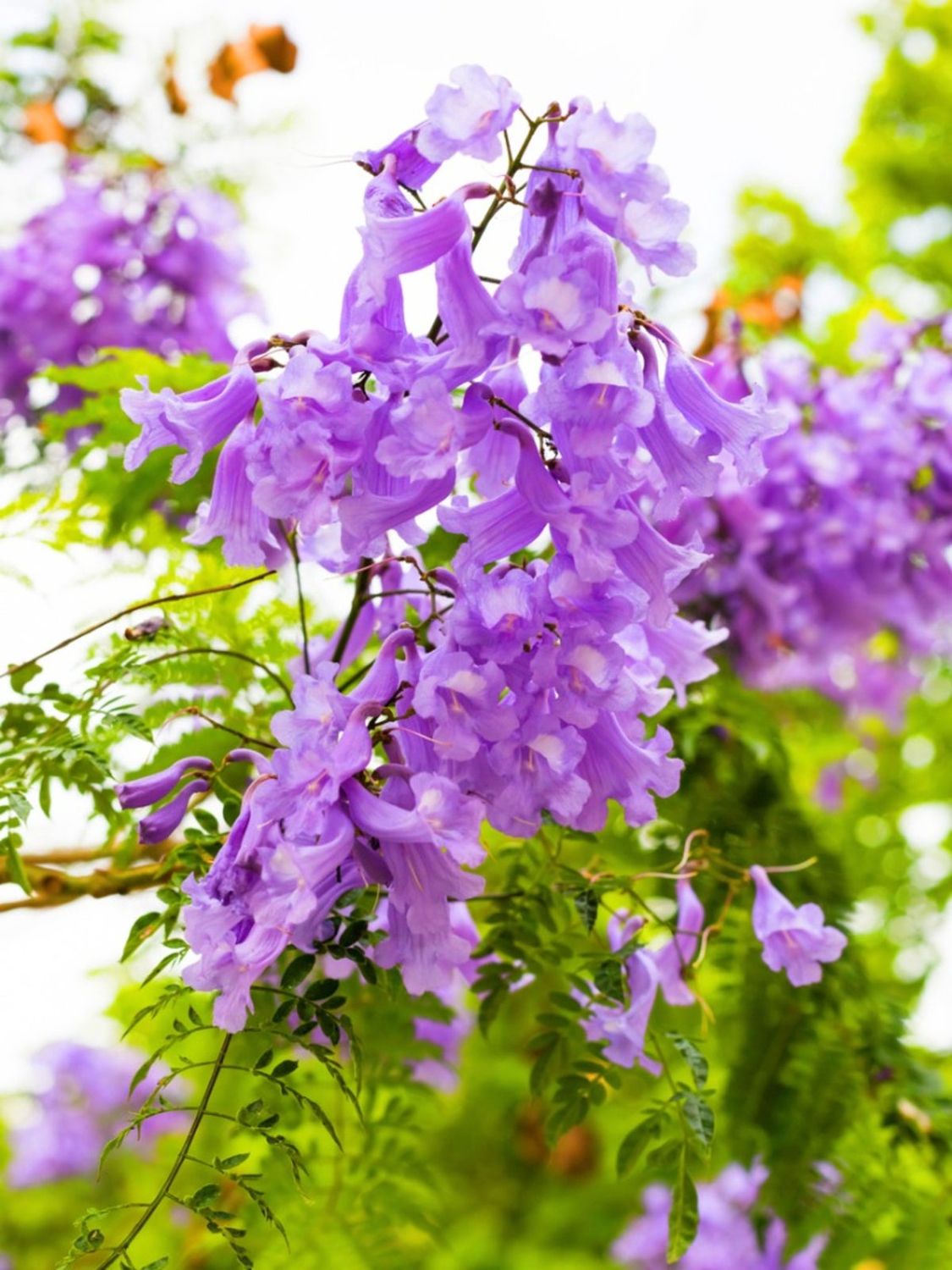 JACARANDA Tree 25cm