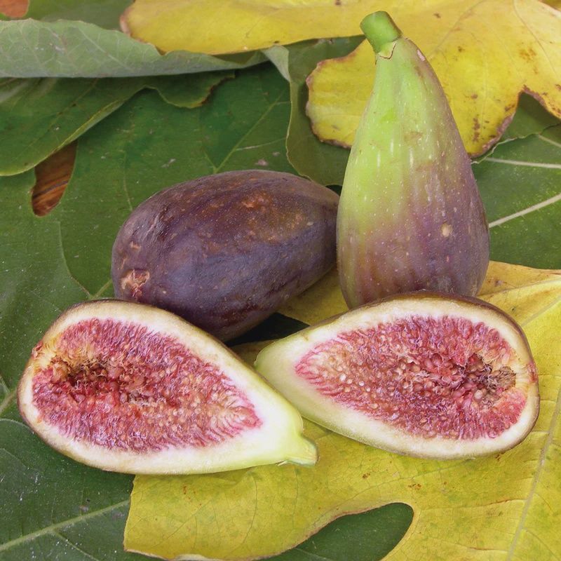 FIG. BROWN TURKEY