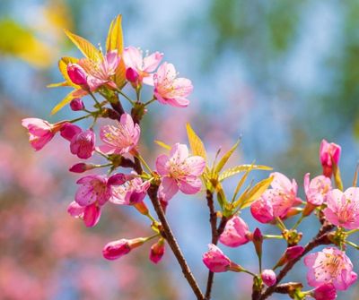 Cherry Ornamental KANZAN 230mm