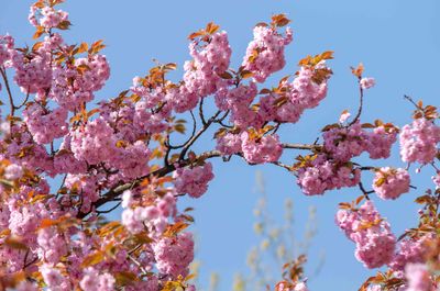 Cherry Ornamental KANZAN 230mm