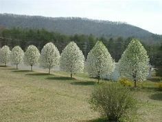 ORNAMENTAL PEAR MANCHURIAN 230mm
