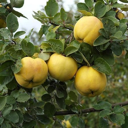 Quince Smyrna