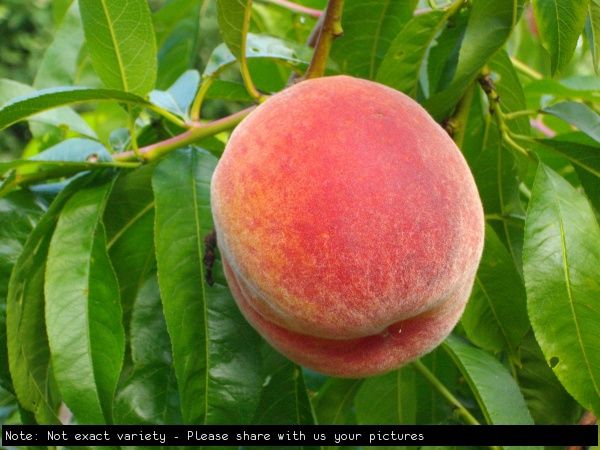 PEACH. ANZAC