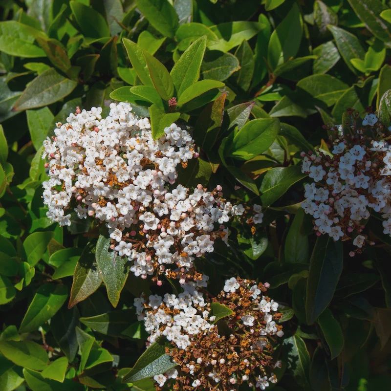 Viburnum Tinus Lucidum