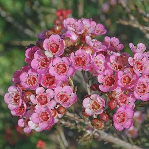 Chamelaucium Sarahs Delight 140cm