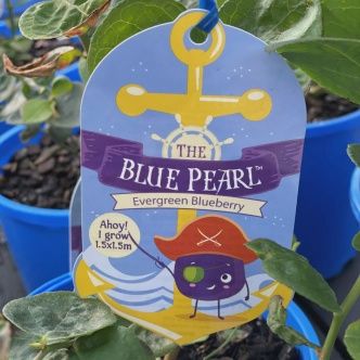 Blueberry Vaccinium Blue Pearl 140mm