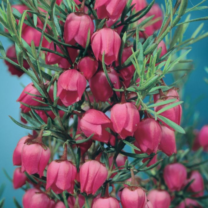 Boronia Just Margaret