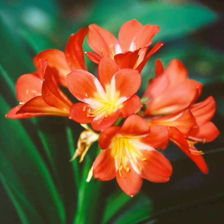 Clivia Orange