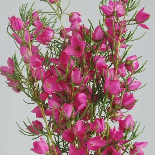 Boronia Majenta Stars