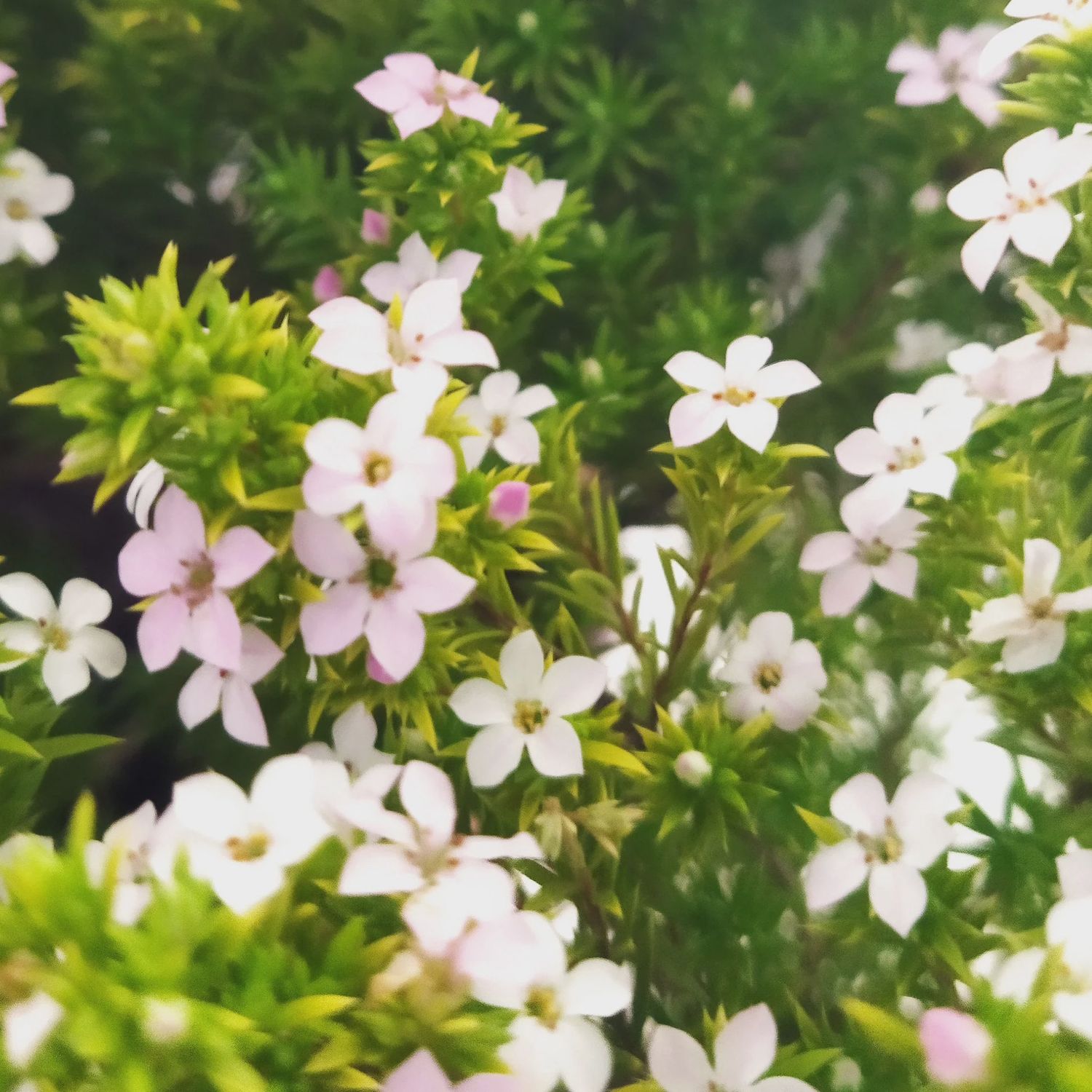 Coleonema Gold Diosma