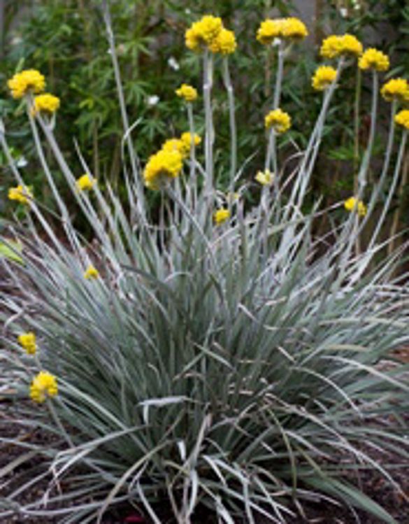 Conostylis Silver Sunrise